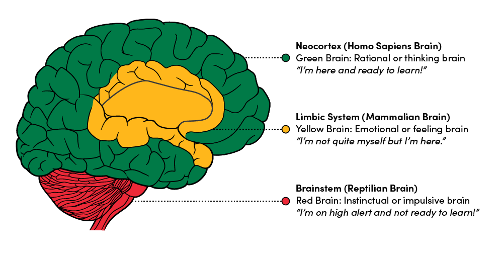 Brain with text showing Green Brain, Yellow Brain and Red Brain.